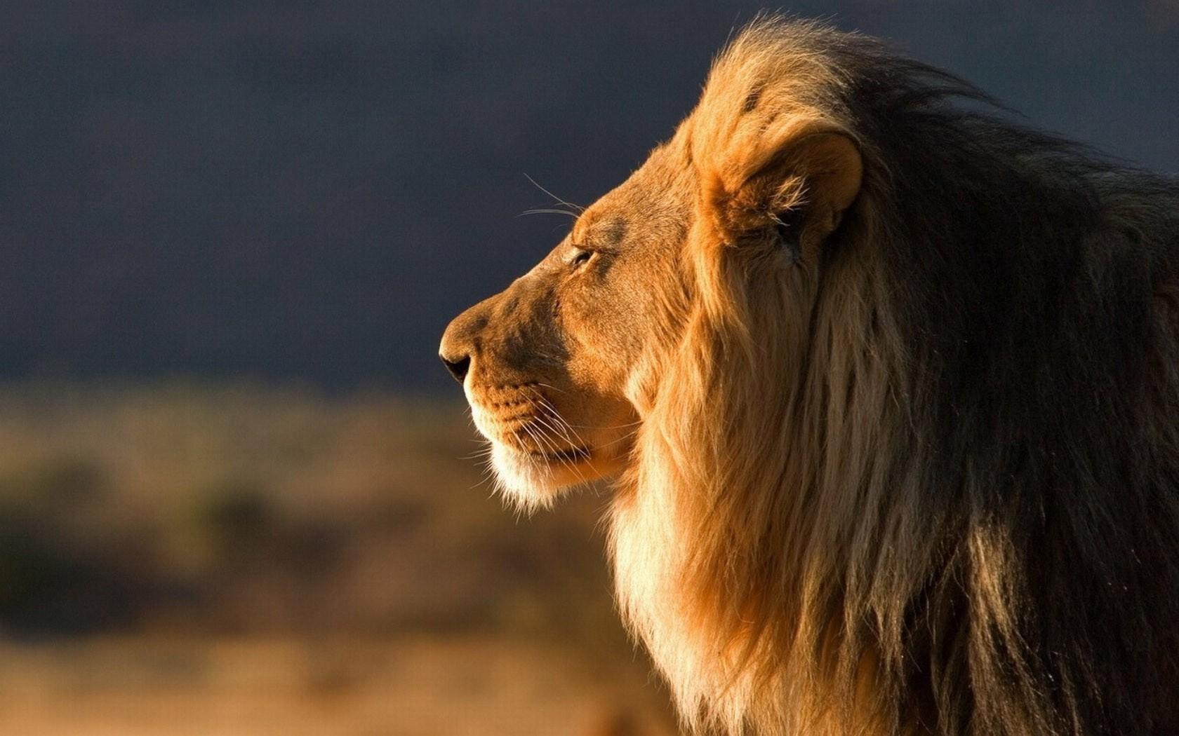 非洲大草原上的雄狮高清壁纸插图