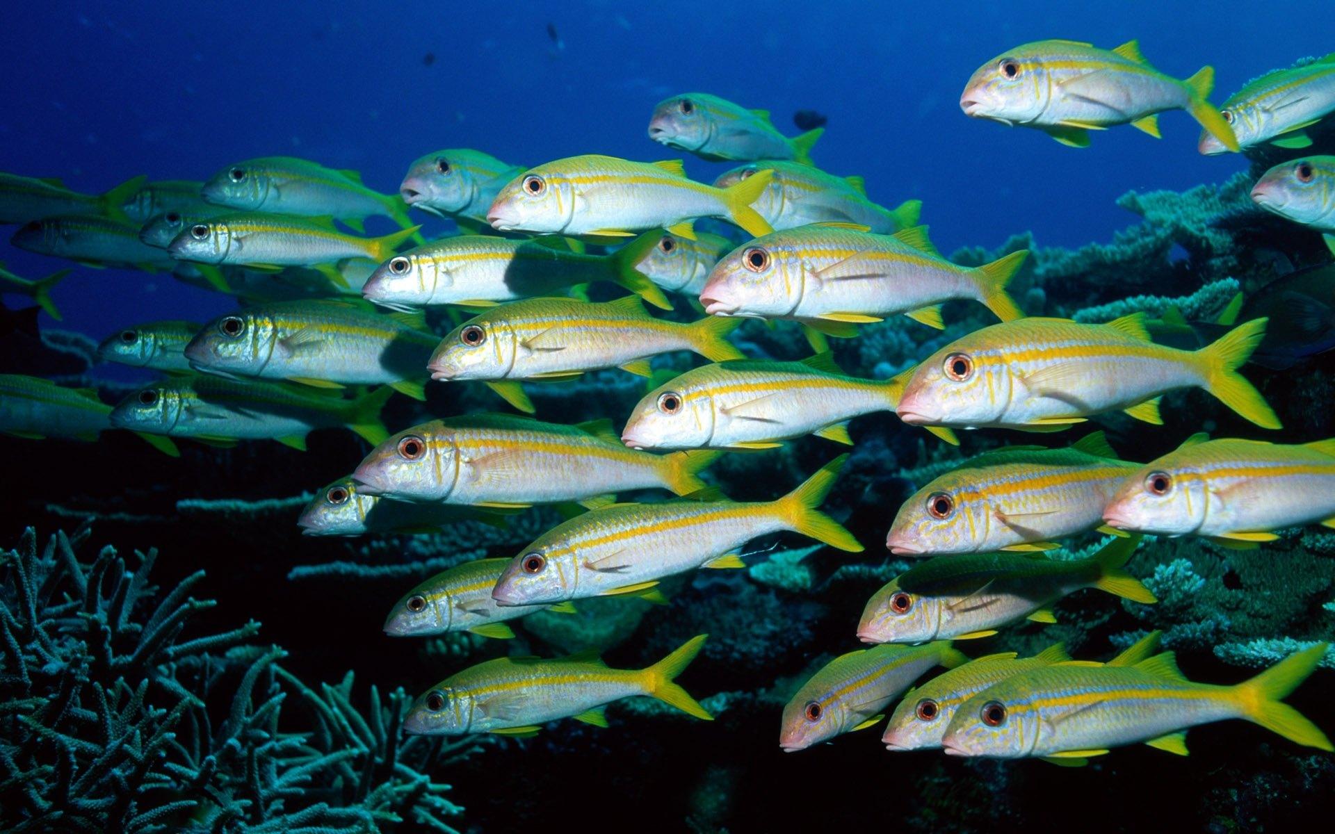 海底世界鱼群动态桌面壁纸插图