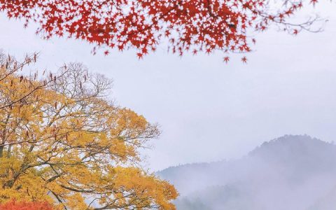 日本京都枫叶季风景摄影背景图
