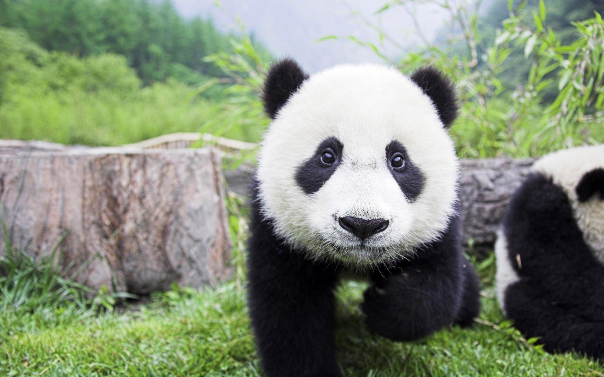 可爱的大熊猫萌高清壁纸插图