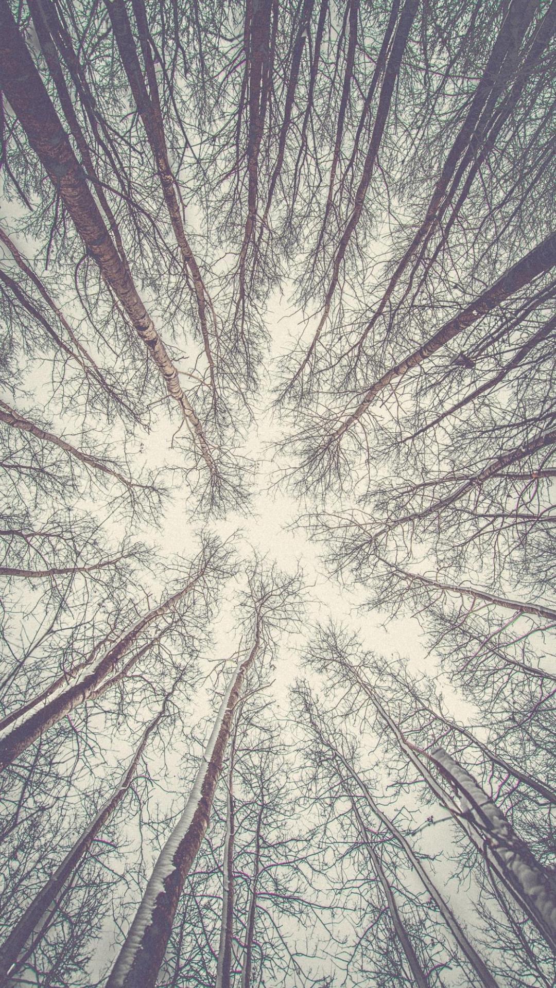在森林的一角仰望天空手机背景下载插图
