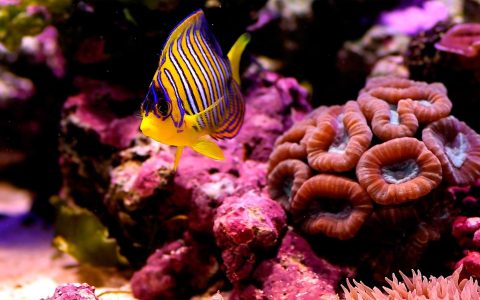 海底漂亮的珊瑚鱼壁纸