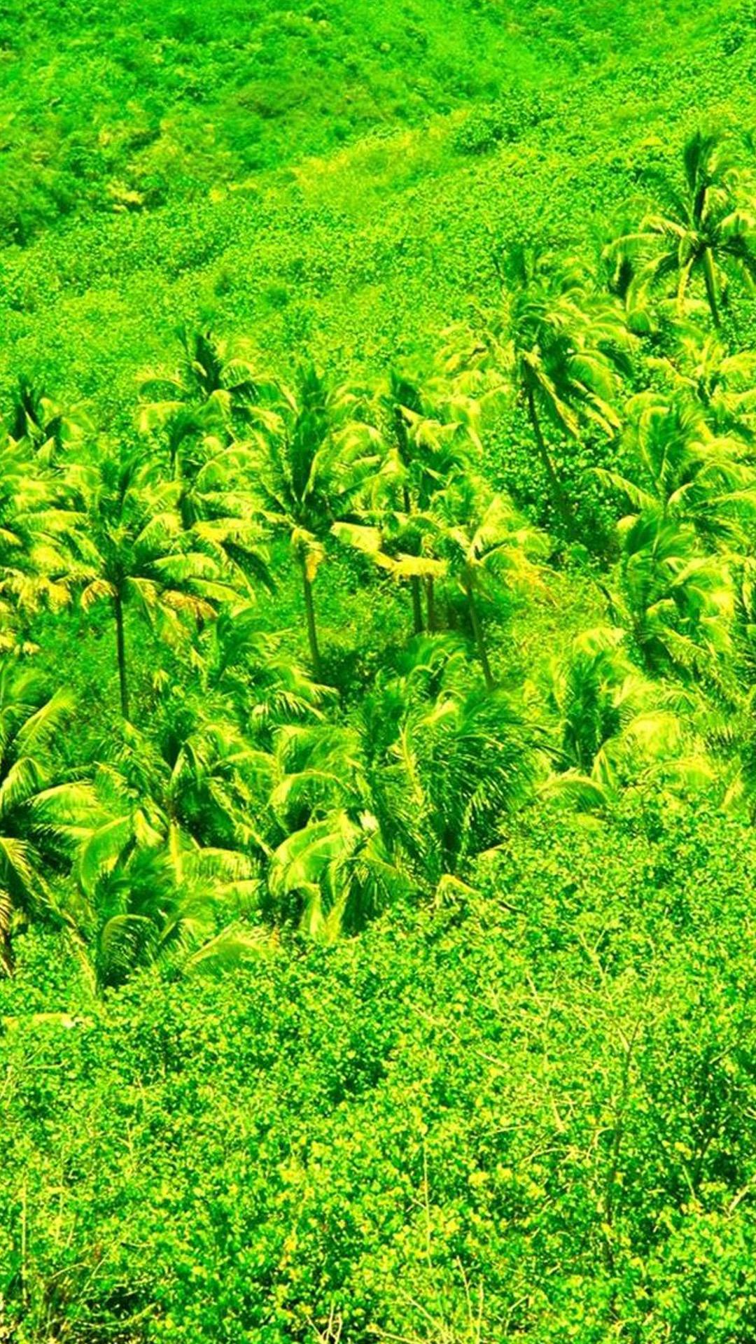 清新自然绿色热带丛风景壁纸插图