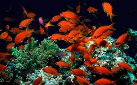 红色海底世界鱼群桌面壁纸