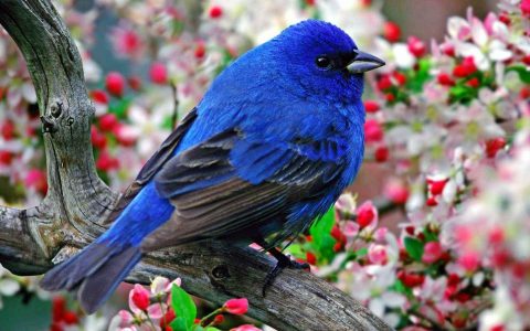 树枝上的蓝色小鸟桌面壁纸