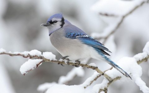 冬季枝头上的小鸟动物壁纸