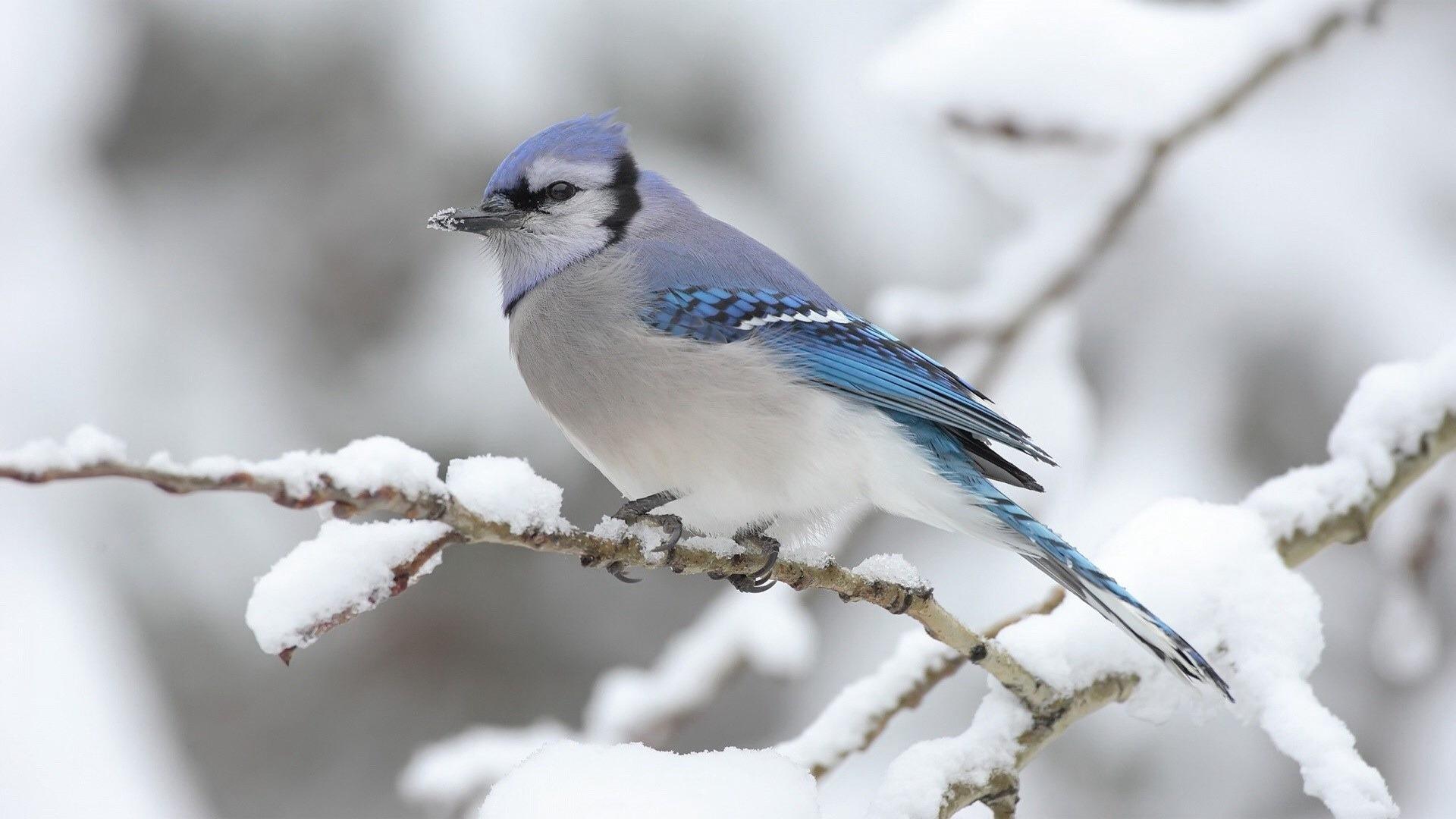 冬季枝头上的小鸟动物壁纸插图