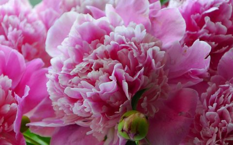 粉色牡丹花花语图片高清壁纸下载
