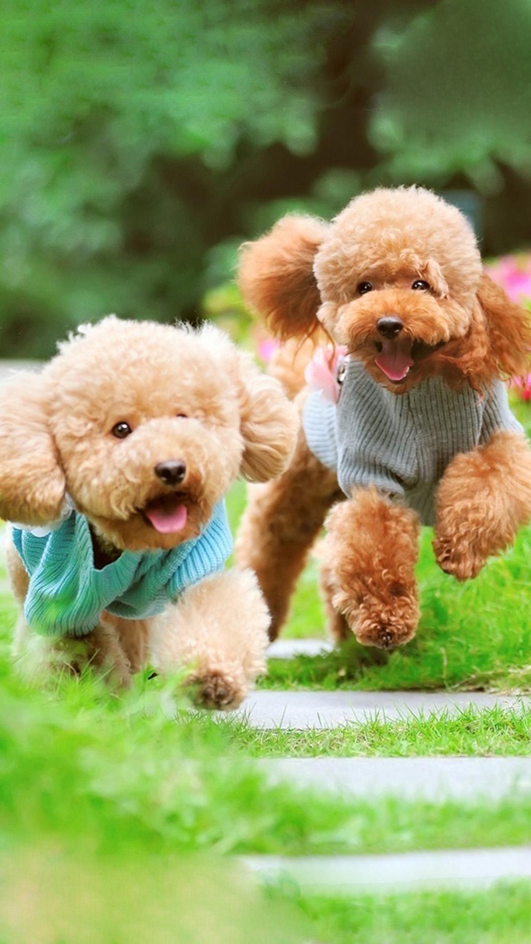 奔跑的两只小狗，可爱手机壁纸插图