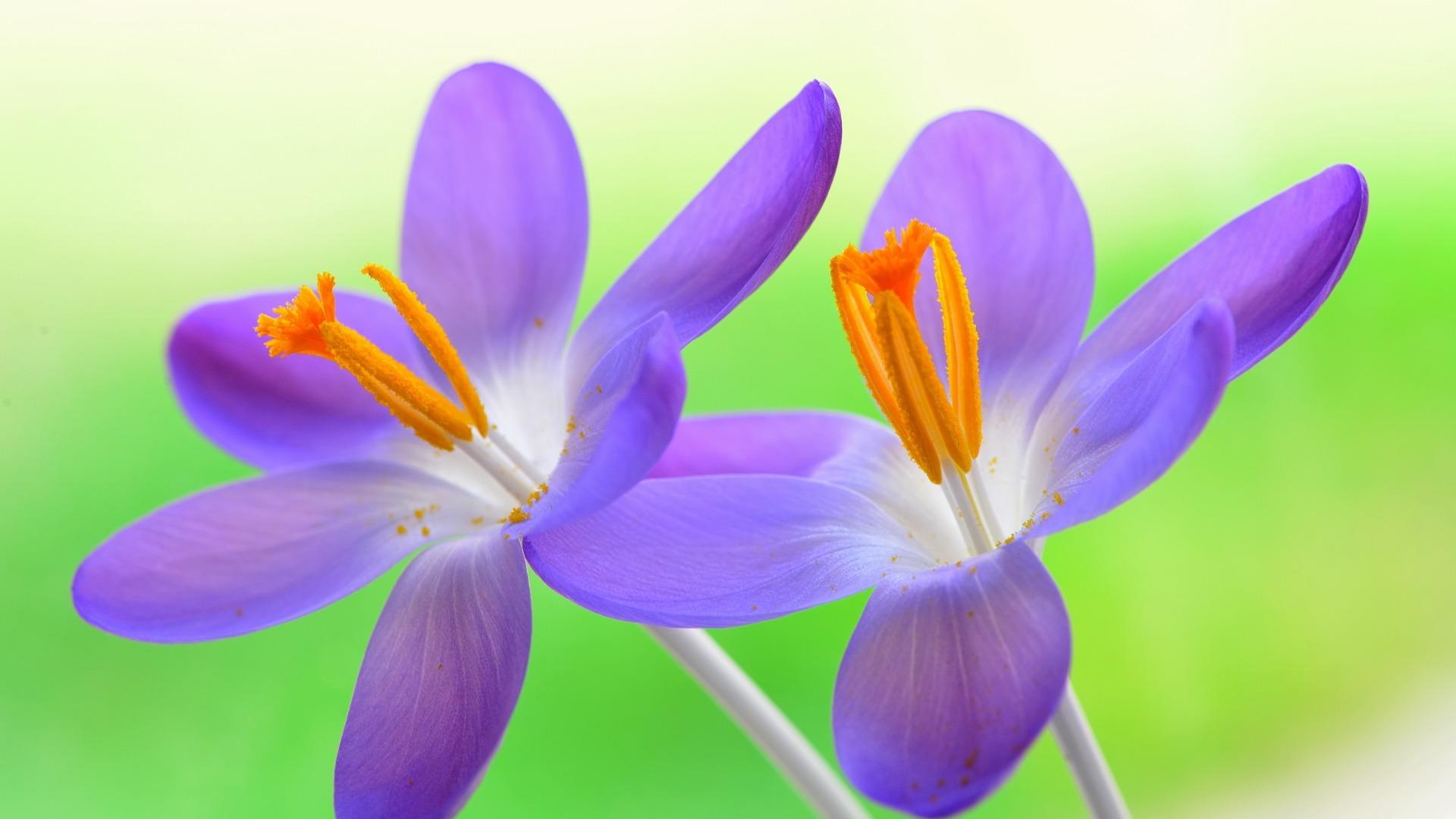 紫色花朵图片小清新花朵高清壁纸插图