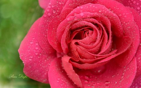 鲜嫩的粉色玫瑰花图片高清大图