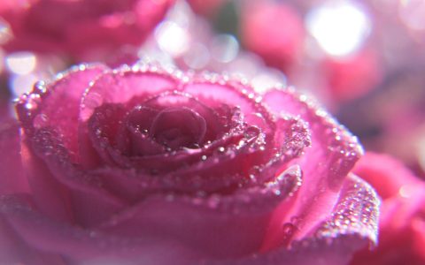 鲜嫩的粉红色玫瑰花图片唯美桌面壁纸