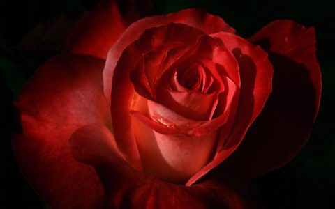 大红玫瑰花高清唯美壁纸